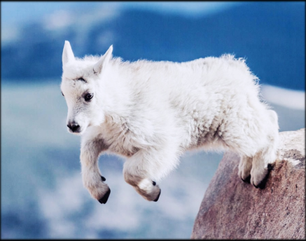FEATURE-NA-Mountain-Goat-Baby-II
